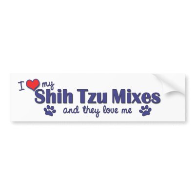 Bichon+shih+tzu+poodle+mix