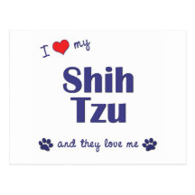 I Love My Shih Tzu (Multiple Dogs) Postcards