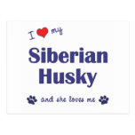 I Love My Siberian Husky (Female Dog) Postcard