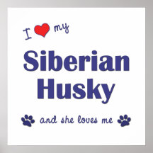 I Love My Siberian Husky (Female Dog) Poster