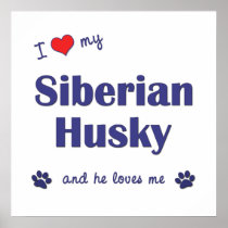 I Love My Siberian Husky (Male Dog) Poster