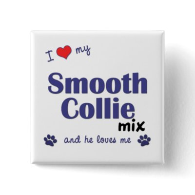 Collie Smooth Mix