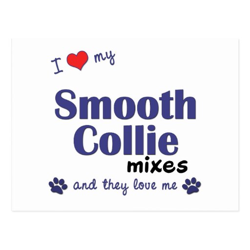 I Love My Smooth Collie Mixes (Multiple Dogs) Post Card