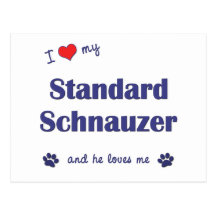 I Love My Standard Schnauzer (Male Dog) Post Card