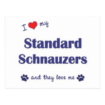I Love My Standard Schnauzers (Multiple Dogs) Postcard