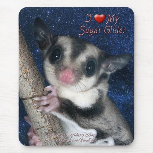 i my sugar glider cutest glider series mouse pad zazzle i my sugar glider cutest glider series mouse pad zazzle
