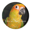 I love my Sun Conure magnet by rescueadog I love my Sun Conure magnet