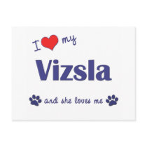 I Love My Vizsla (Female Dog) Post Card