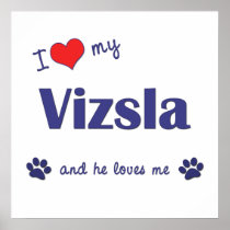 I Love My Vizsla (Male Dog) Posters