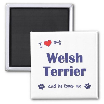 I Love My Welsh Terrier (Male Dog) Refrigerator Magnet