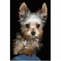 I Love My Yorkie photo sculptures
