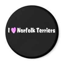 I Love Norfolk Terriers magnets by mrscookiedog I Love Norfolk Terriers magnets