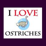 I Love Ostriches
