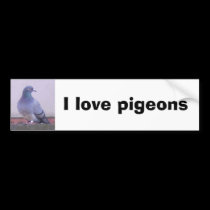 I love pigeons bumper stickers