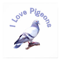 I Love Pigeons posters