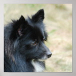 I Love Pomeranians Poster