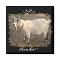 I Love Pygmy Goats magnets by quacked I Love Pygmy Goats magnets