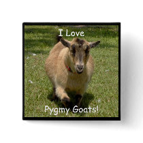 I Love, Pygmy Goats! square pin buttons