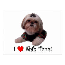 I Love Shih Tzu Postcards