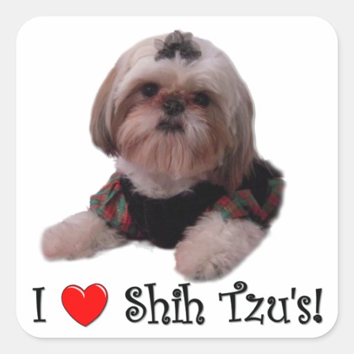 I Love Shih Tzu Square Sticker Zazzle