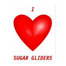 I Love Sugar Gliders Postcards