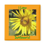 I Love, Sunflowers! Magnet