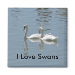 I love Swans magnet