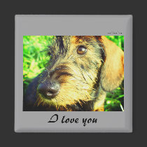 I love you - cute wired hair Dachshund face magnets