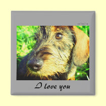 I love you - cute wired hair Dachshund face magnets