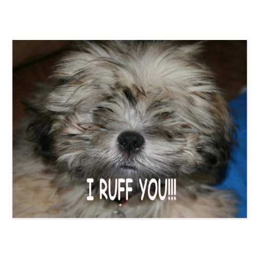 I love you I ruff you shih tzu dog puppy Postcard Zazzle