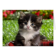 I Love You Just The Way You Are Greeting Cards