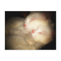 I Love You Kittys Postcard postcards