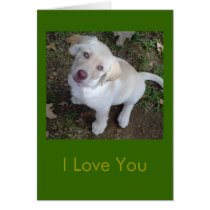 I Love You - You're My Favorite Human cards