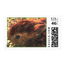 I LUV BUNNIES! Cute stamps