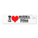 I luv guinea pigs bumper stickers