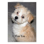 I Miss You . - Havanese puppy Cards