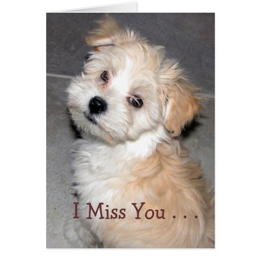 I Miss You - Havanese puppy Greeting Cards