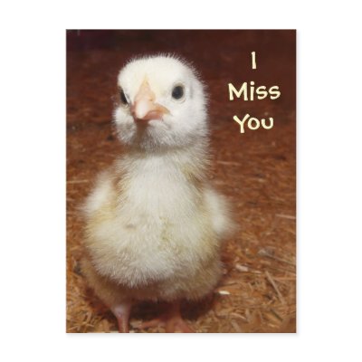 Sad Chick