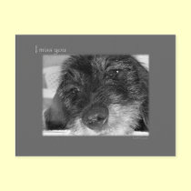 I miss you - Sad Dachshund postcards
