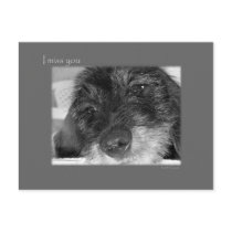 I miss you - Sad Dachshund postcards by Rainmountain I miss you - Sad Dachshund postcards