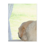 I miss you yellow lab post card