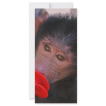 I Need A Dummy Too rack cards