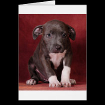 I need a loving home cards