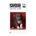 I need a loving home stamp