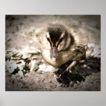 I R Duckling Poster