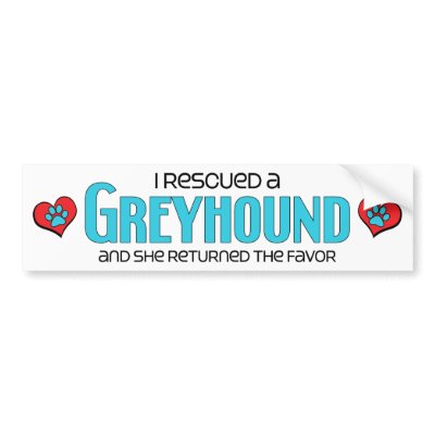 Greyhound Female