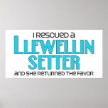 I Rescued a Llewellin Setter (Female Dog) Print