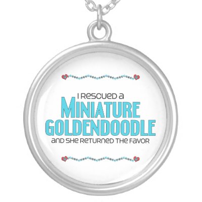 goldendoodle miniature. a Miniature Goldendoodle