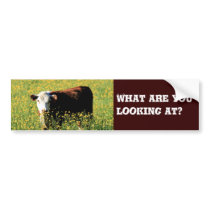 I see you bumper stickers