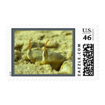 I see you - crab at the beach close up postage